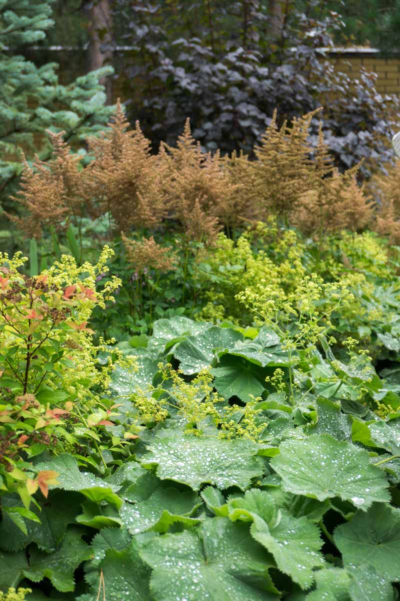 Jak přezimovat rostliny Astilbe: 5 jednoduchých kroků