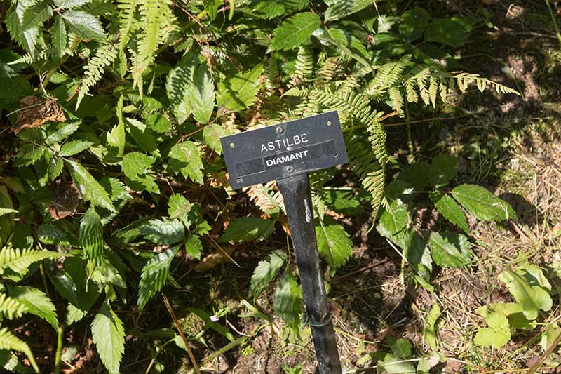 Jak přezimovat rostliny Astilbe: 5 jednoduchých kroků