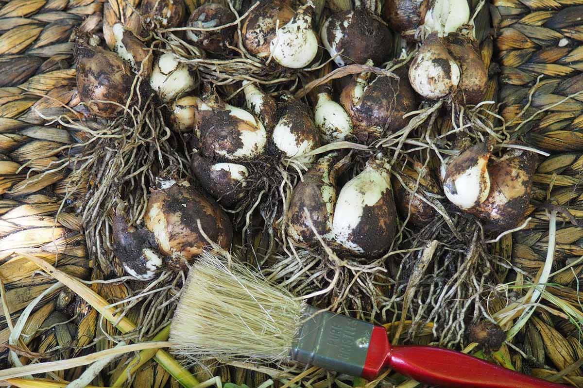 Jak zvedat, ošetřovat a skladovat cibulky narcisů