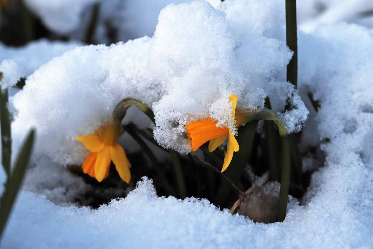 Jak zvedat, ošetřovat a skladovat cibulky narcisů