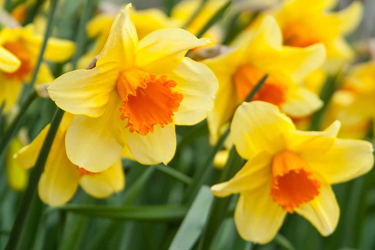 Jak zvedat, ošetřovat a skladovat cibulky narcisů