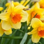 Jak zvedat, ošetřovat a skladovat cibulky narcisů