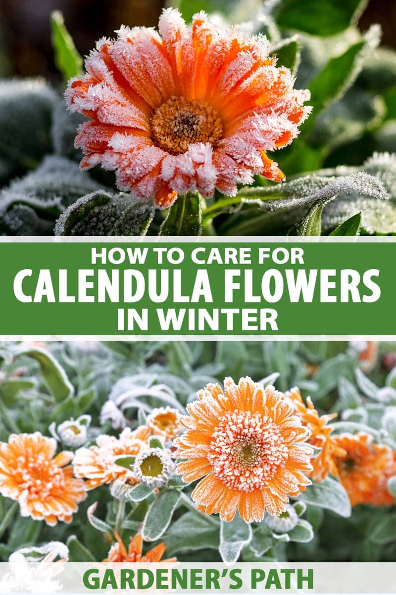 Jak pečovat o měsíček lékařský (Calendula) v zimě