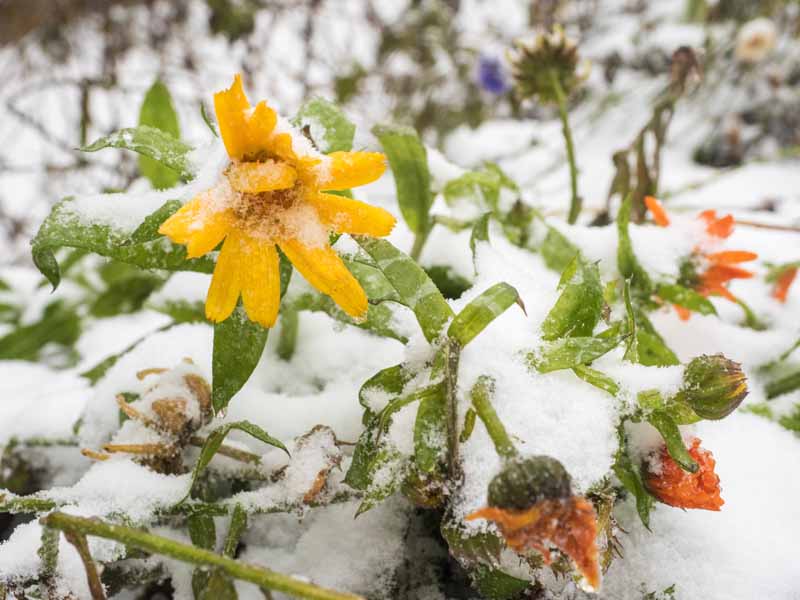 Jak pečovat o měsíček lékařský (Calendula) v zimě