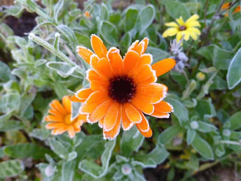 Jak pečovat o měsíček lékařský (Calendula) v zimě