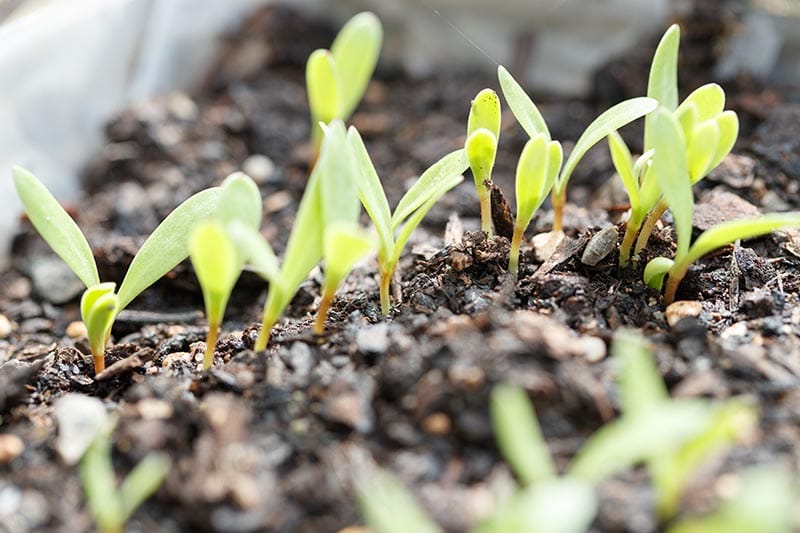 Jak pečovat o měsíček lékařský (Calendula) v zimě