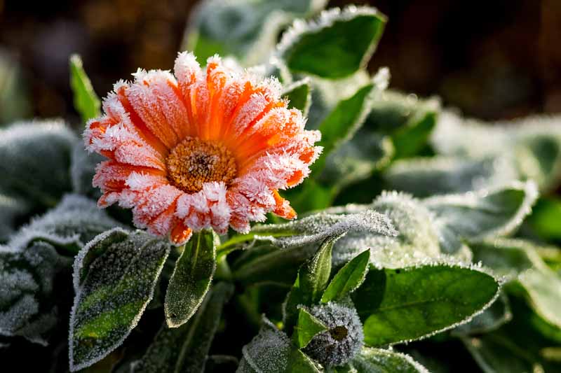 Jak pečovat o měsíček lékařský (Calendula) v zimě