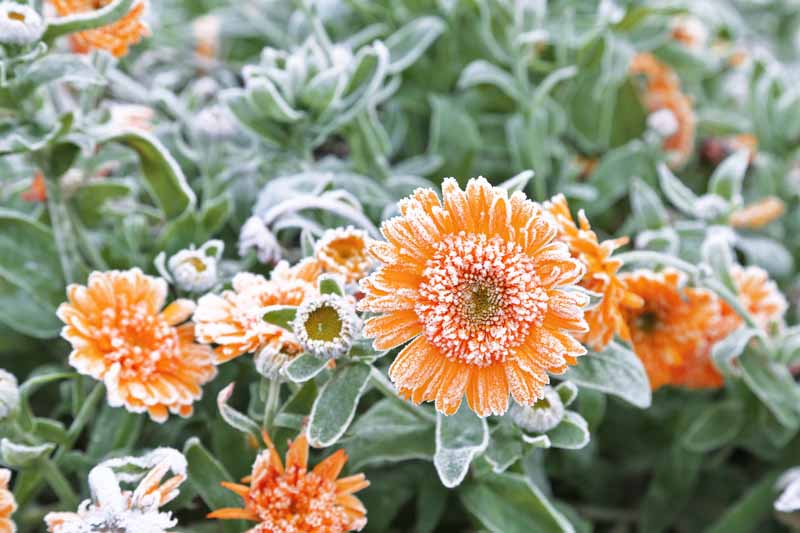 Jak pečovat o měsíček lékařský (Calendula) v zimě