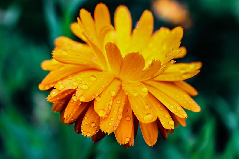 Jak pečovat o měsíček lékařský (Calendula) v zimě