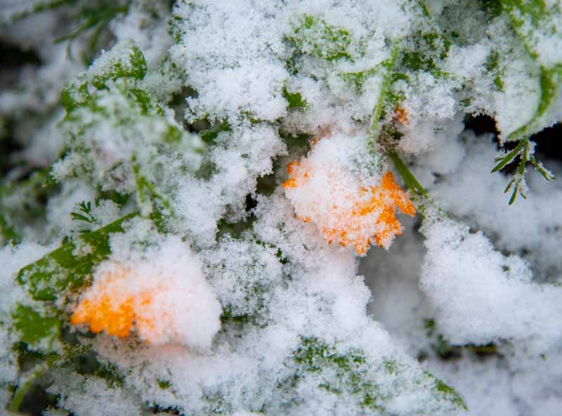 Jak pečovat o měsíček lékařský (Calendula) v zimě