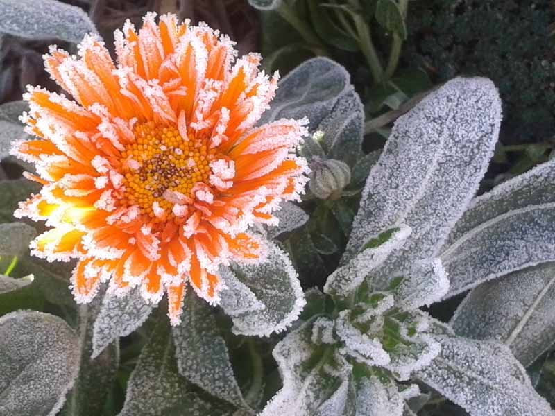 Jak pečovat o měsíček lékařský (Calendula) v zimě