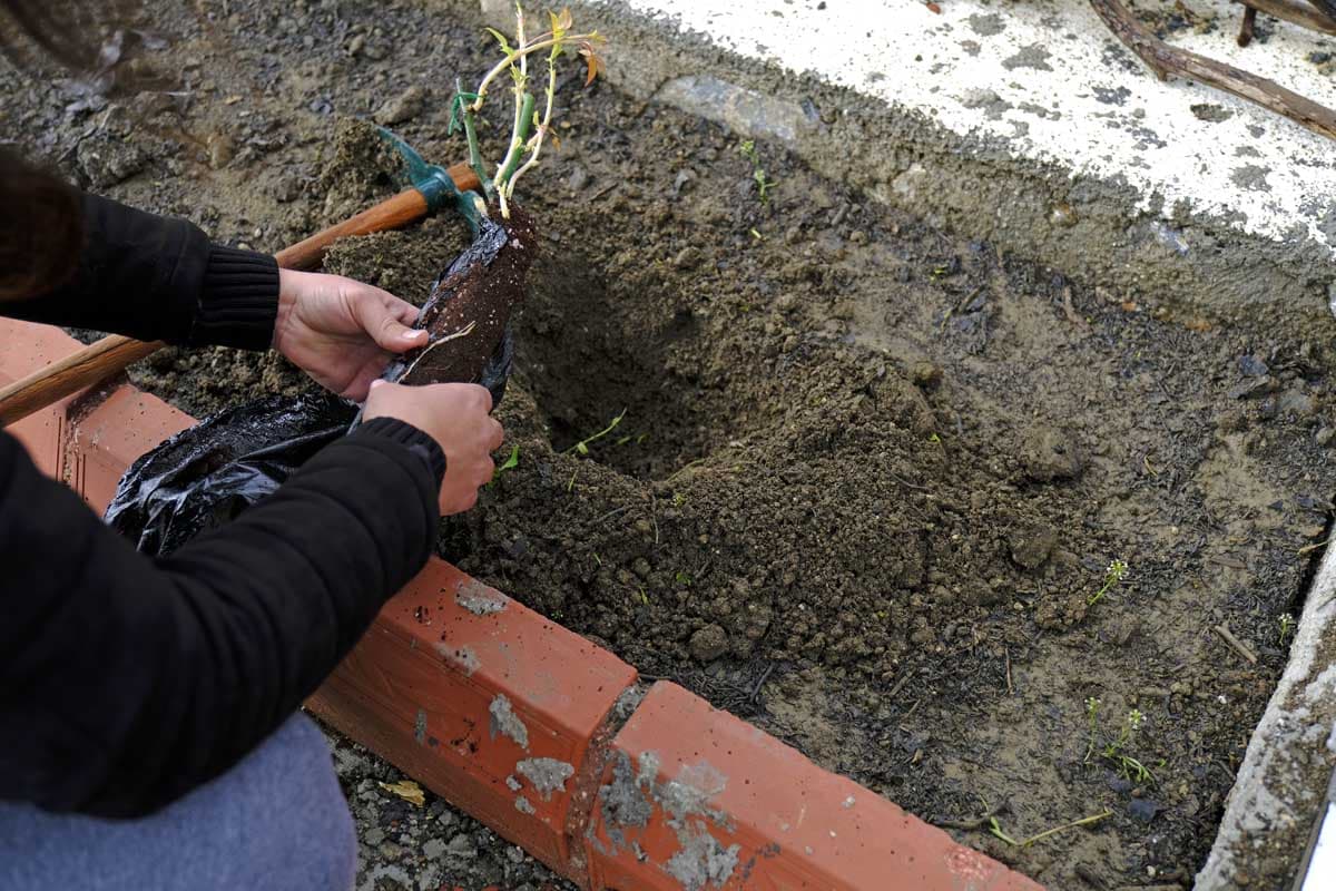 Výsadba růžových keřů: Návod krok za krokem