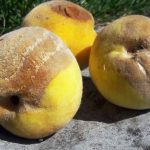 Jak předcházet hnilobě peckovin způsobené houbou Rhizopus