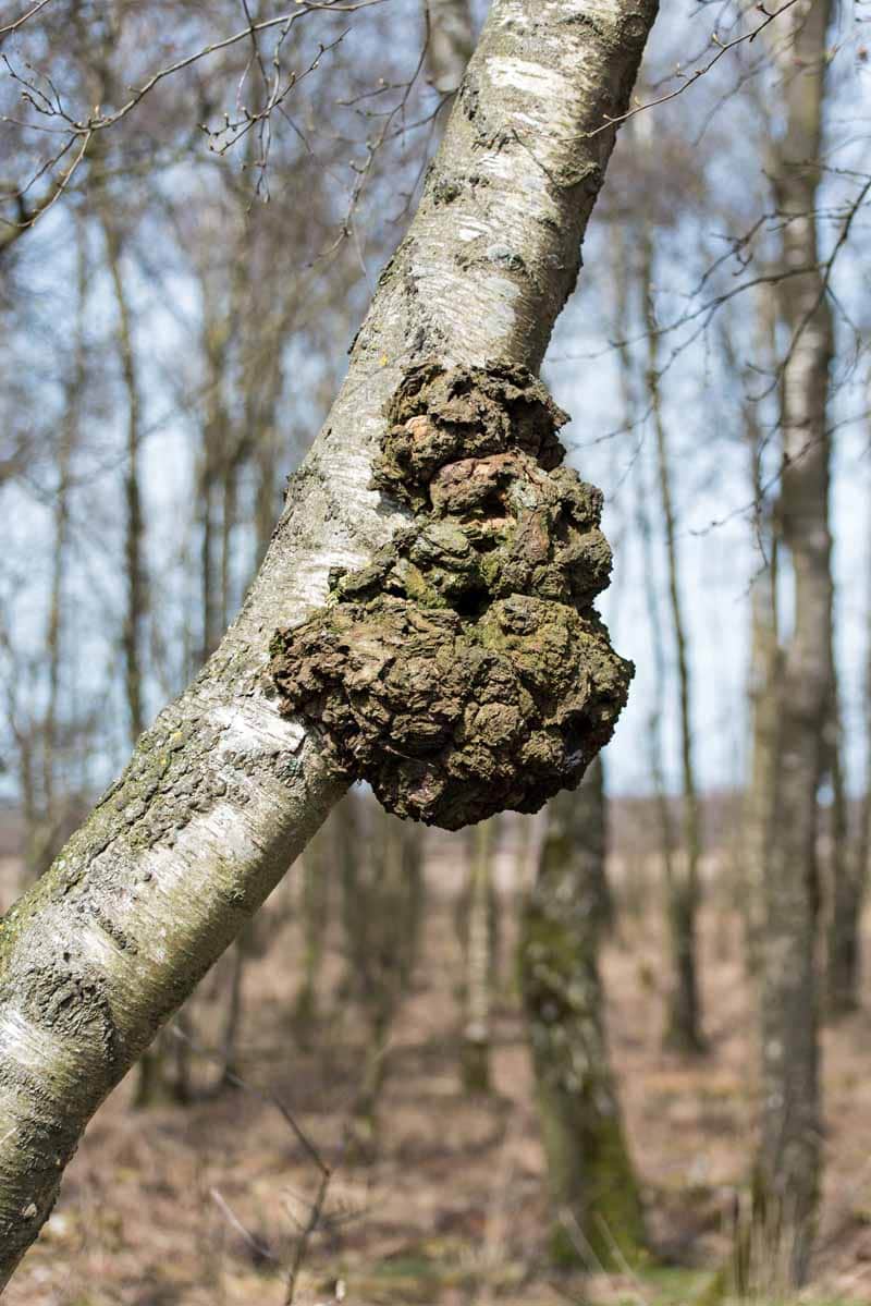 Jaký je rozdíl mezi suky a korunovými žíněmi?