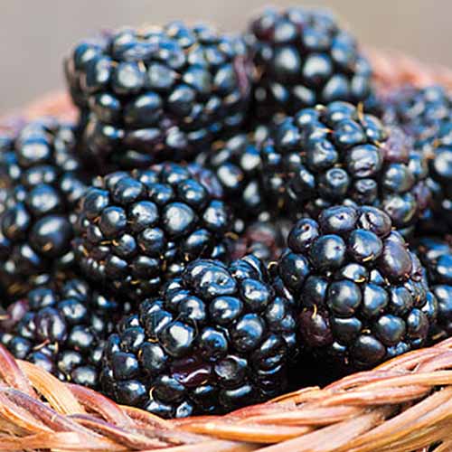 Fialové produkty: Měli byste jíst více fialového ovoce a zeleniny?
