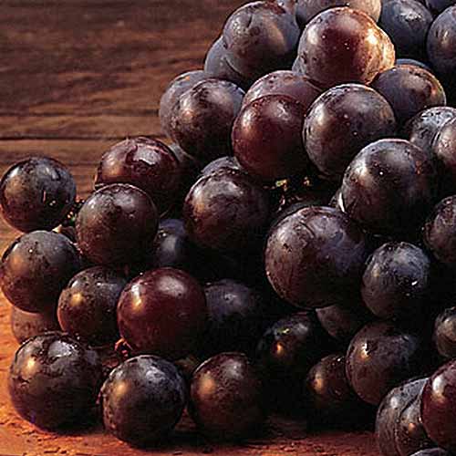 Fialové produkty: Měli byste jíst více fialového ovoce a zeleniny?