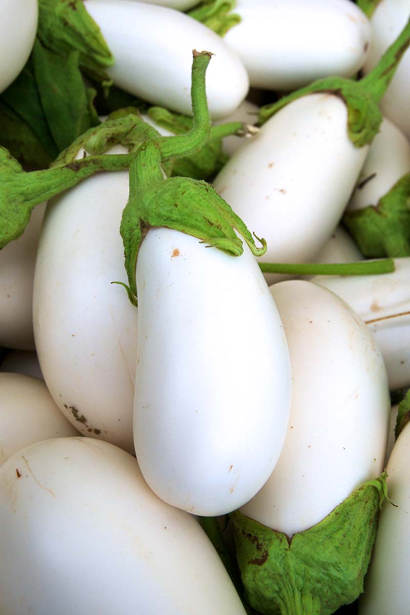 9 nejlepších odrůd bílého lilku
