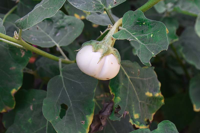 9 nejlepších odrůd bílého lilku