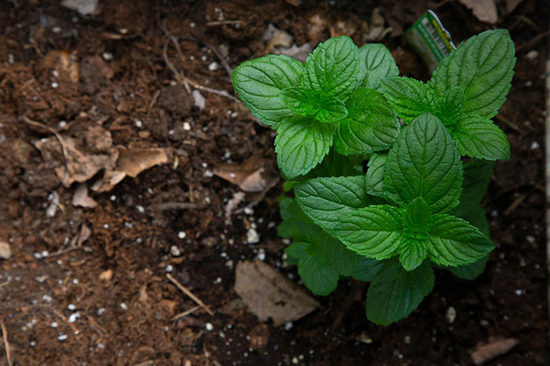 Jak založit vlastní bylinkovou zahrádku
