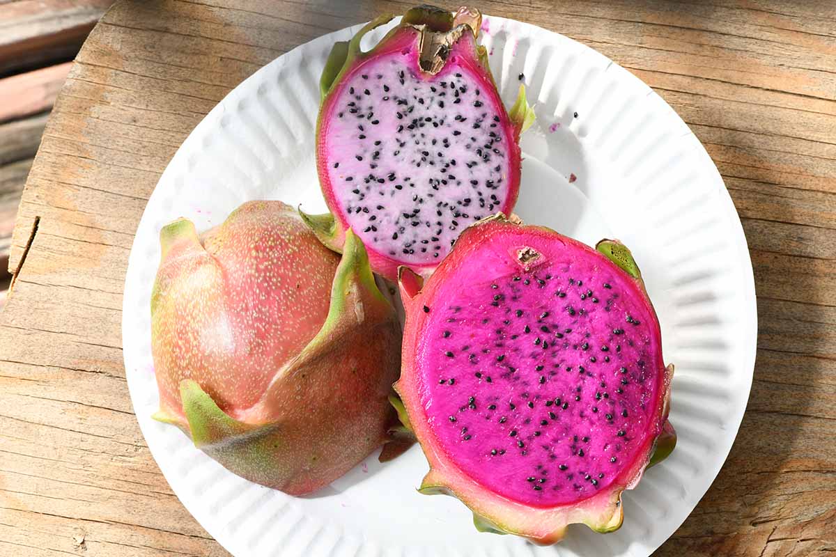 11 nejlepších odrůd dračího ovoce (Pitaya)