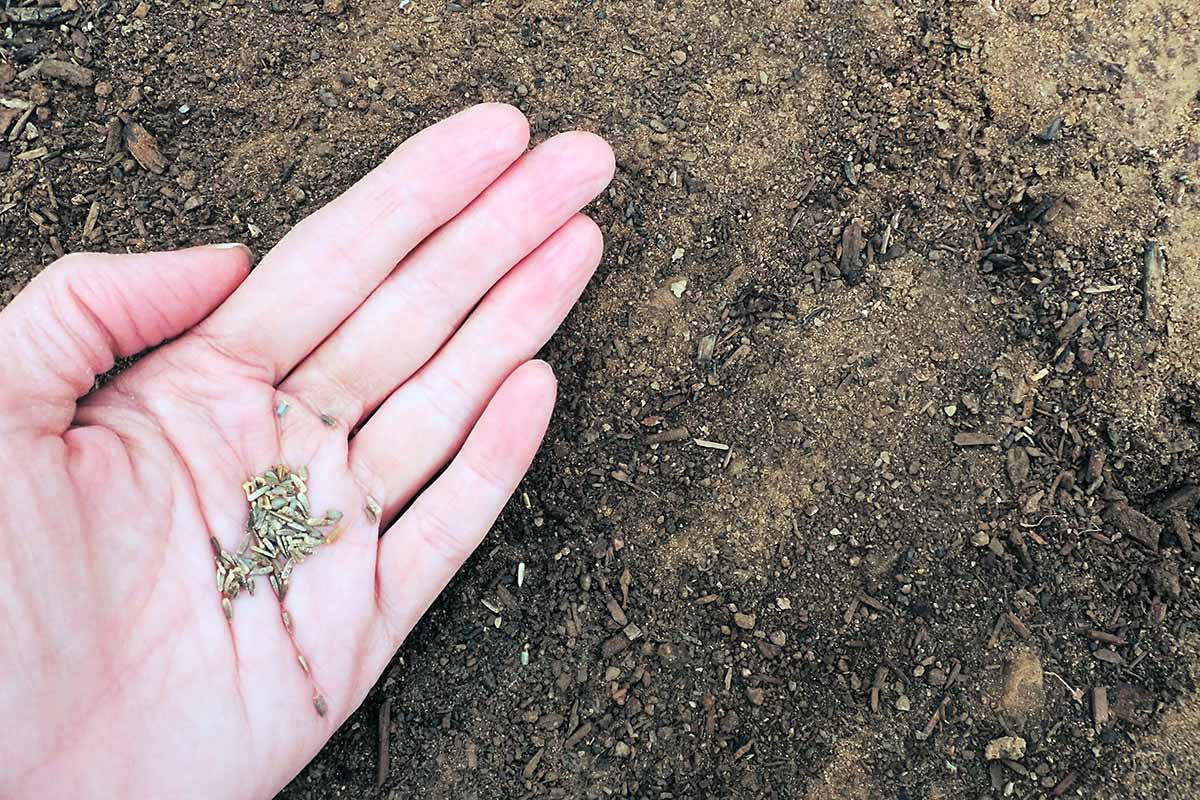 Jak pěstovat květiny mexického klobouku