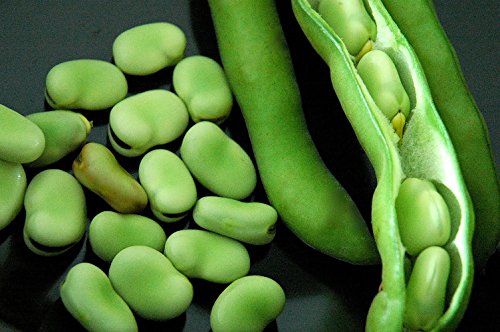 7 nejlepších druhů fazolí Fava
