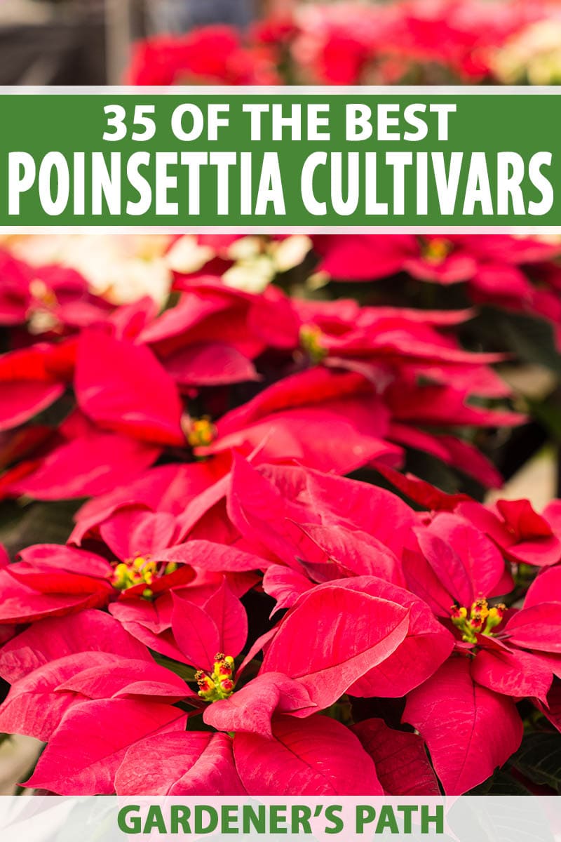 35 oblíbených kultivarů poinsettie pro váš domov