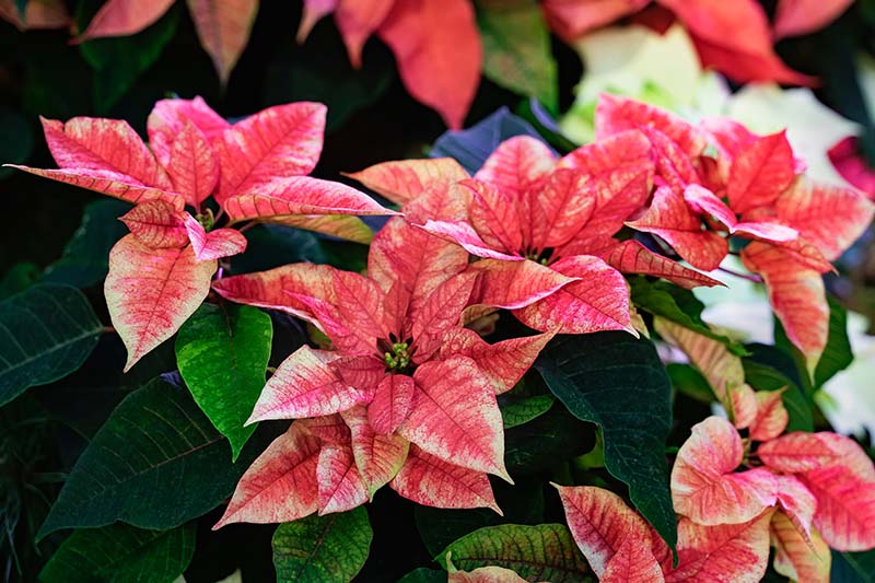 35 oblíbených kultivarů poinsettie pro váš domov