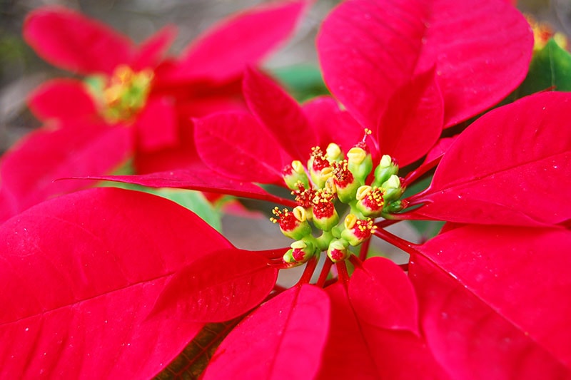 35 oblíbených kultivarů poinsettie pro váš domov