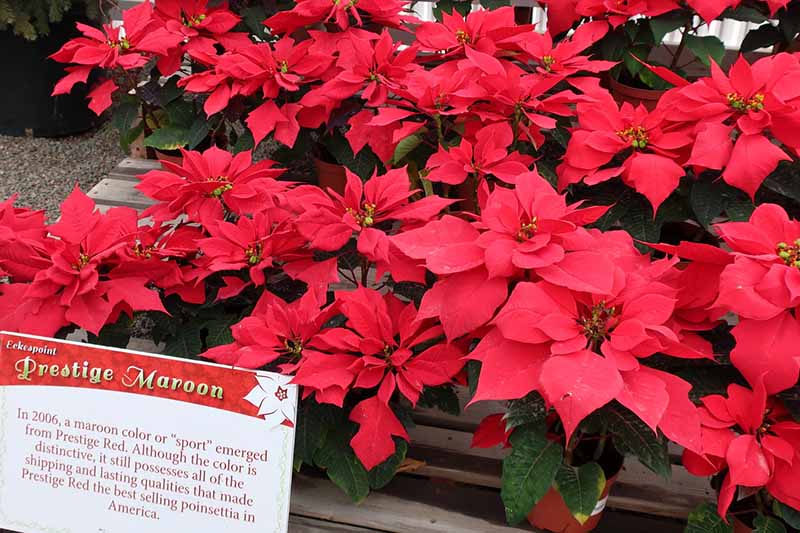 35 oblíbených kultivarů poinsettie pro váš domov