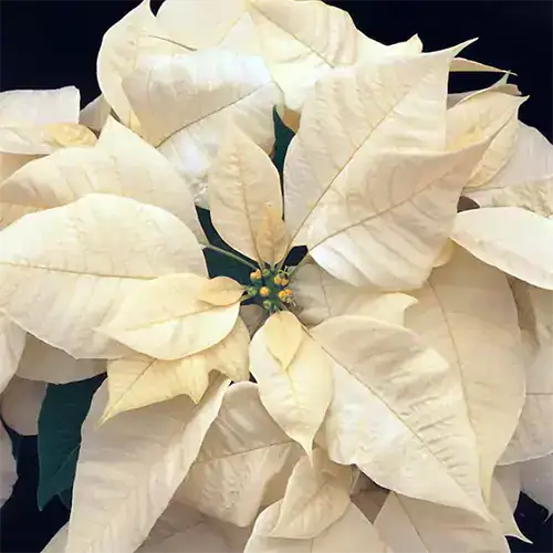 35 oblíbených kultivarů poinsettie pro váš domov