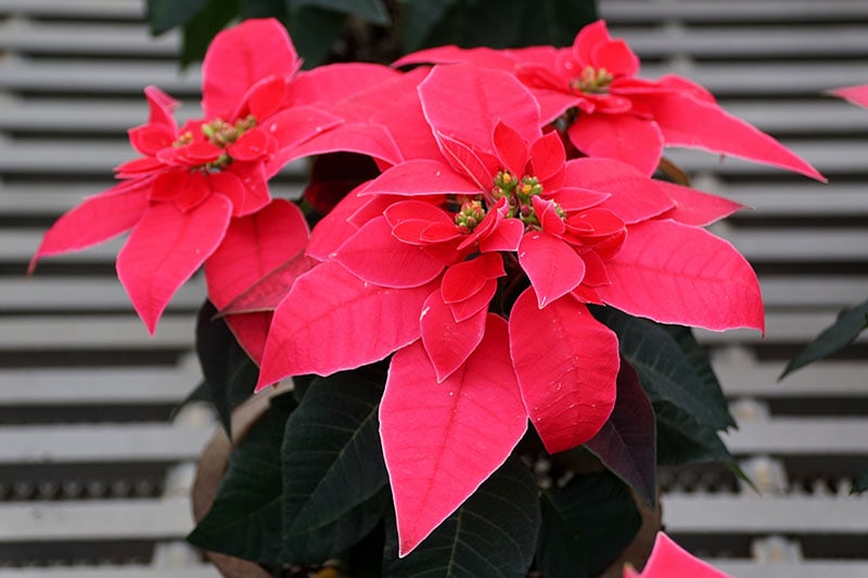 35 oblíbených kultivarů poinsettie pro váš domov