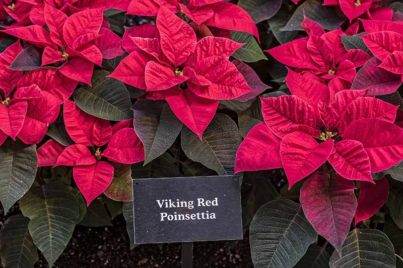 35 oblíbených kultivarů poinsettie pro váš domov