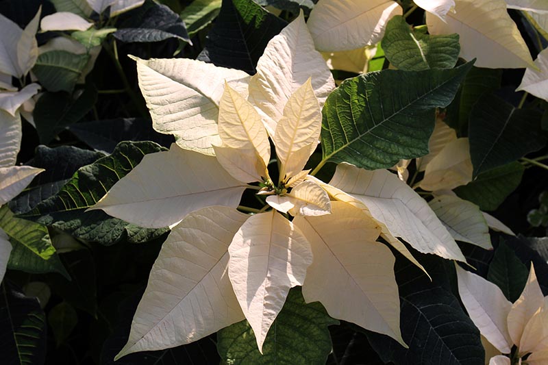 35 oblíbených kultivarů poinsettie pro váš domov