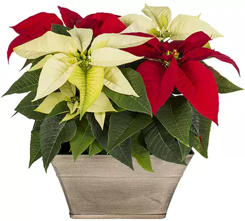 35 oblíbených kultivarů poinsettie pro váš domov