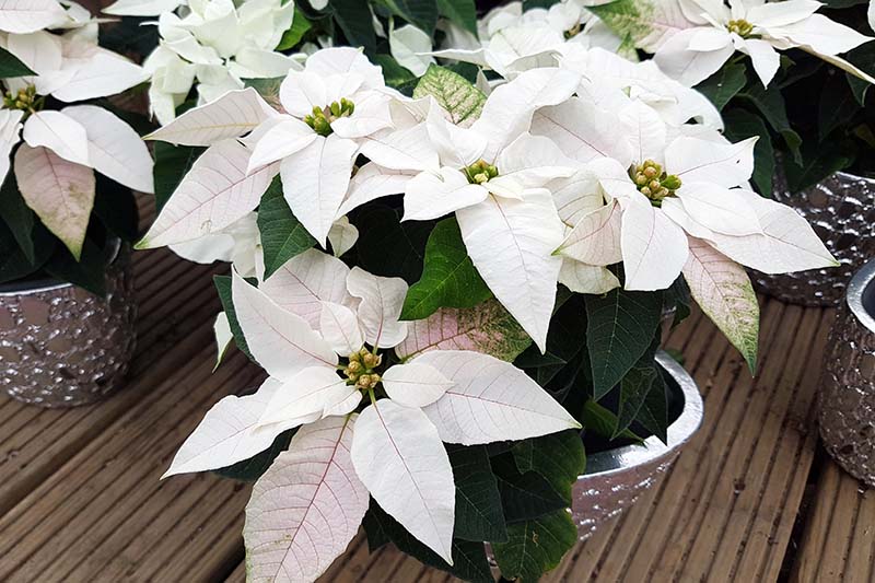 35 oblíbených kultivarů poinsettie pro váš domov