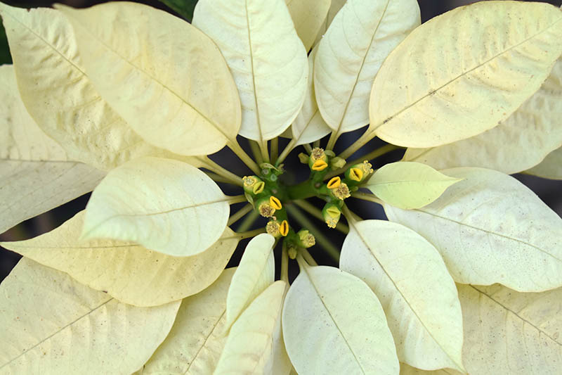 35 oblíbených kultivarů poinsettie pro váš domov