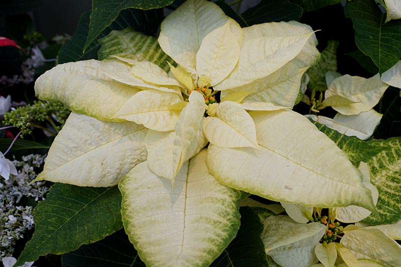 35 oblíbených kultivarů poinsettie pro váš domov