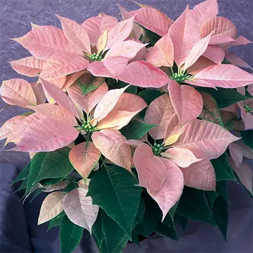 35 oblíbených kultivarů poinsettie pro váš domov