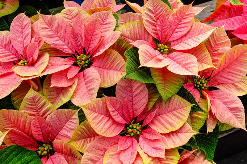 35 oblíbených kultivarů poinsettie pro váš domov