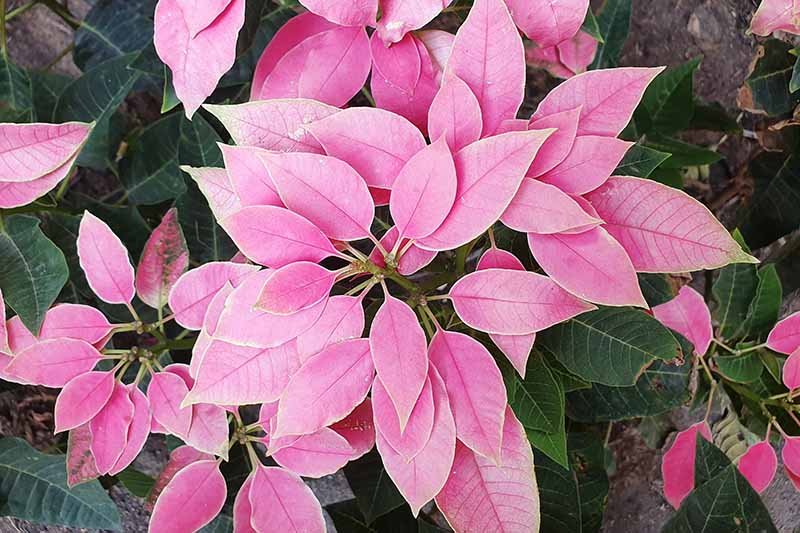 35 oblíbených kultivarů poinsettie pro váš domov