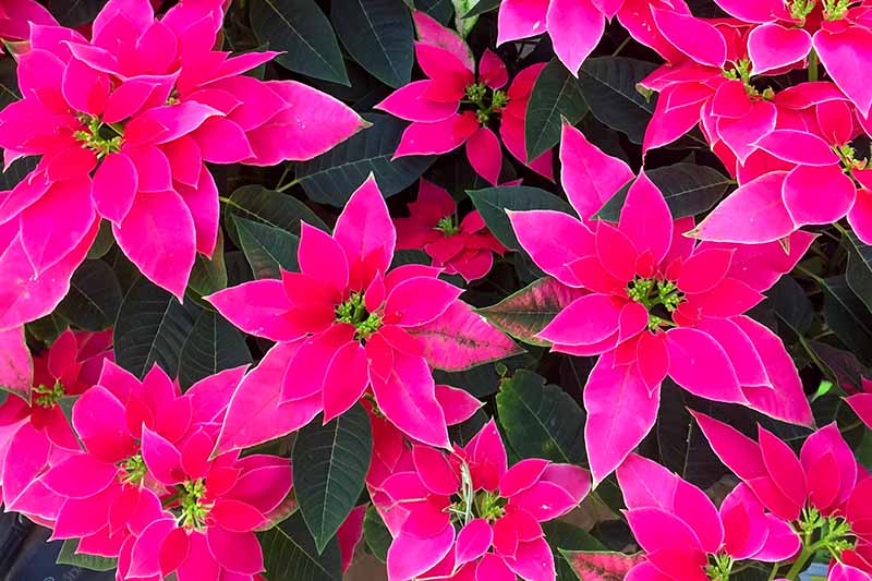 35 oblíbených kultivarů poinsettie pro váš domov