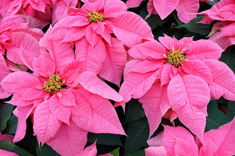 35 oblíbených kultivarů poinsettie pro váš domov