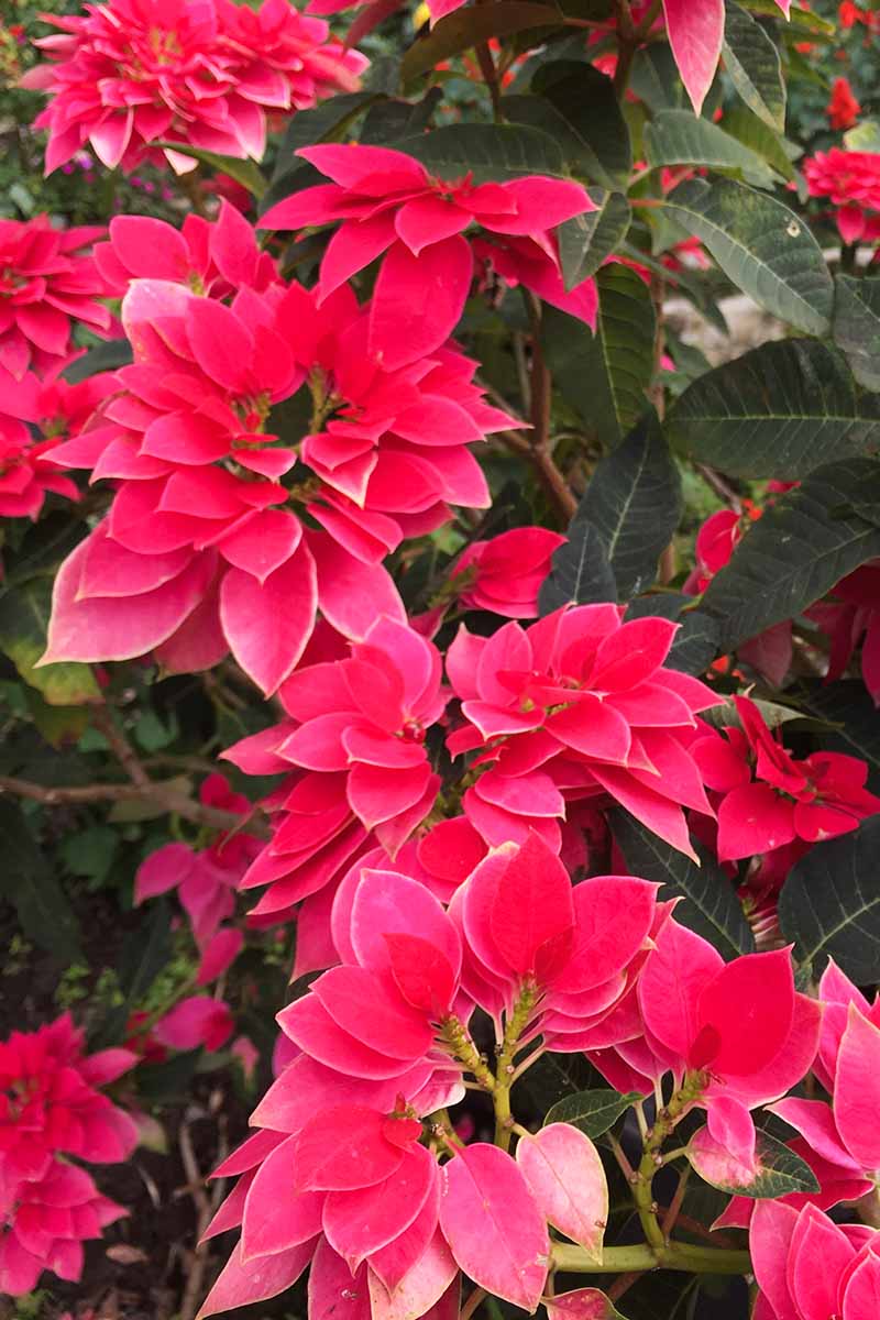 35 oblíbených kultivarů poinsettie pro váš domov