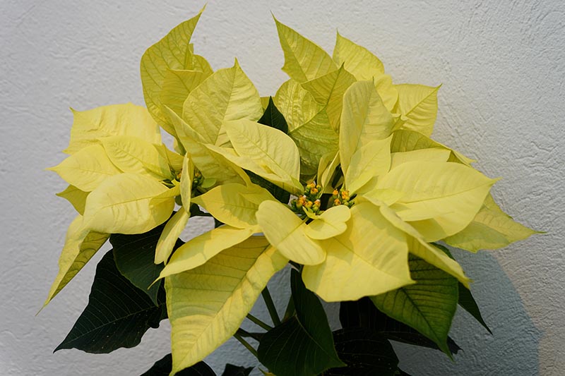 35 oblíbených kultivarů poinsettie pro váš domov