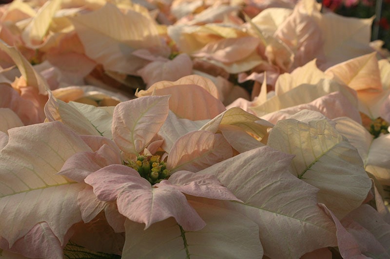 35 oblíbených kultivarů poinsettie pro váš domov