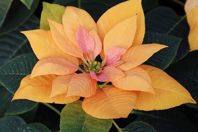 35 oblíbených kultivarů poinsettie pro váš domov