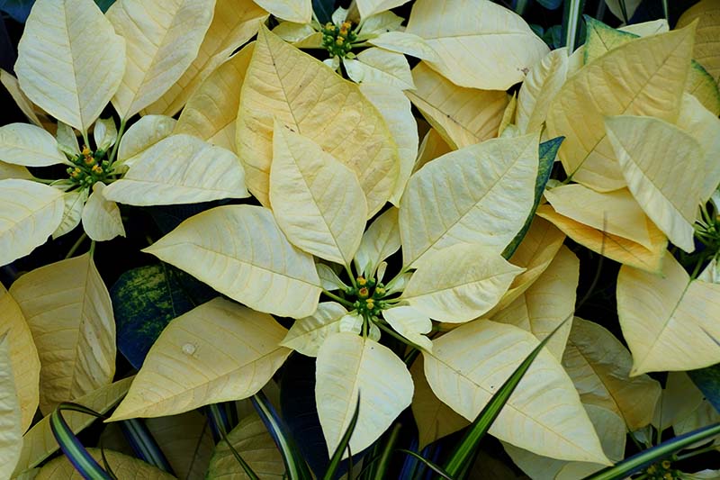 35 oblíbených kultivarů poinsettie pro váš domov