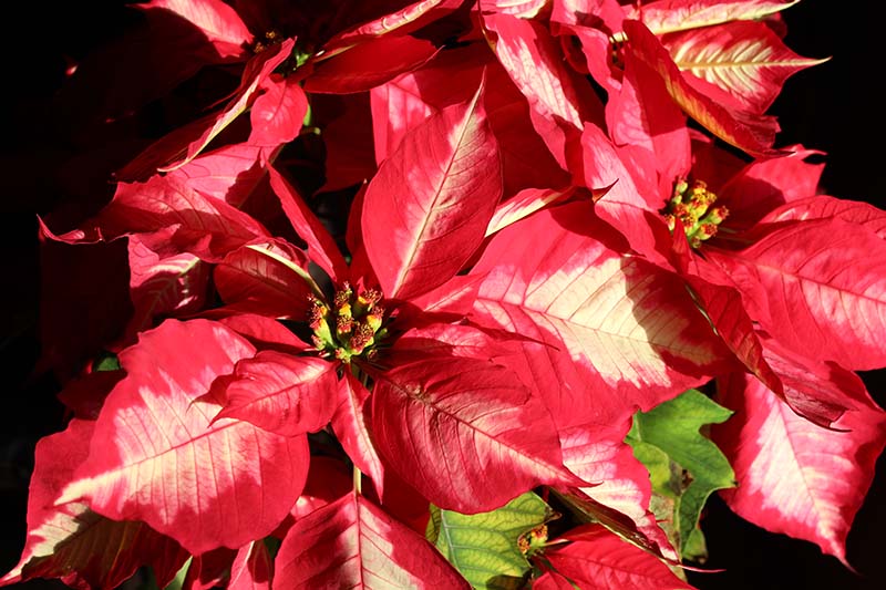 35 oblíbených kultivarů poinsettie pro váš domov