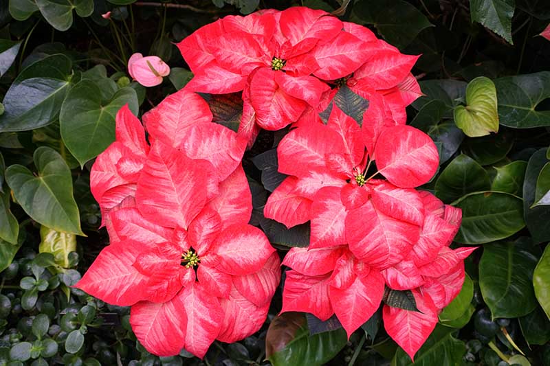 35 oblíbených kultivarů poinsettie pro váš domov